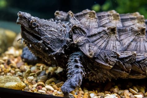 baby snapping turtle tank - Claudine Covey