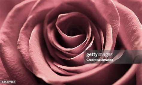 224 Salmon Roses Stock Photos, High-Res Pictures, and Images - Getty Images