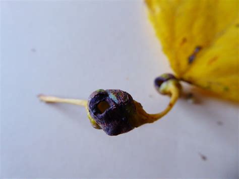 Galls Poplar Doncaster Naturalists Society