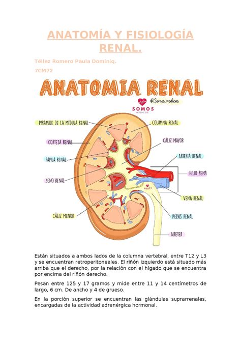 Fisiologia Renal