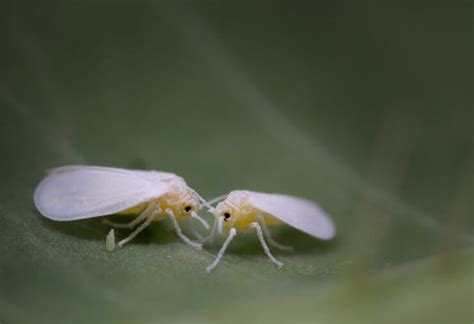 What Are These White Tiny Bugs on Plants in my Garden? - Food Gardening ...