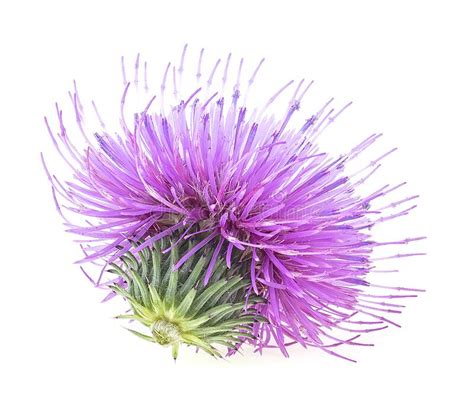 Flowers of Milk Thistle Plant Isolated on White Background Stock Image - Image of nature, flower ...