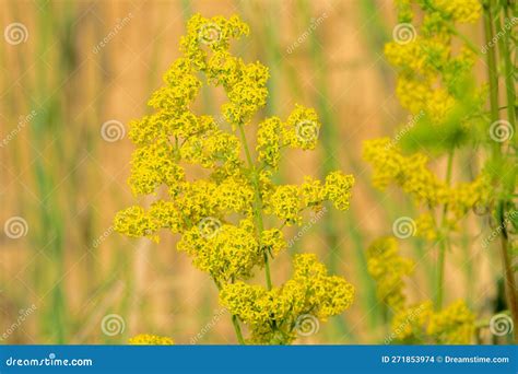 Galium verum stock photo. Image of verum, blossom, blooming - 271853974