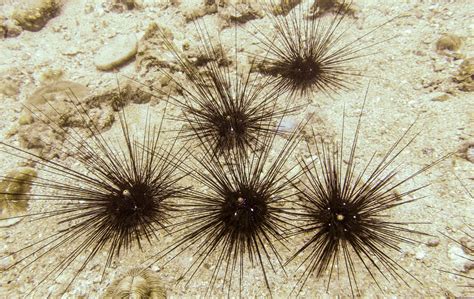 The Deadly Epidemic Ravaging Sea Urchins In The Mediterranean And Red