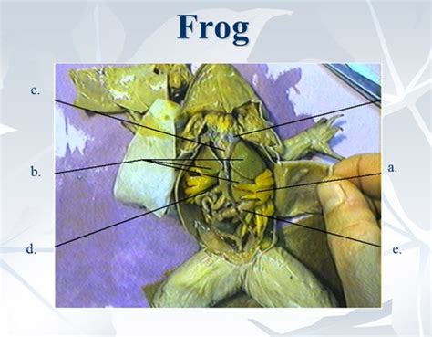 9. Frog anatomy (incomplete/bare) Flashcards | Quizlet