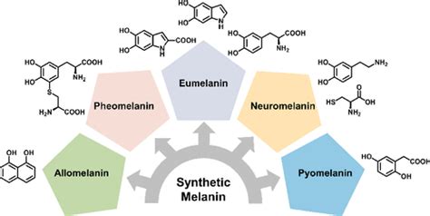 Unraveling The Structure And Function Of Melanin Through Synthesis