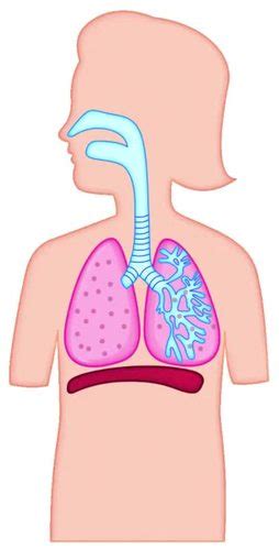 RESPIRATORY SYSTEM - HUMAN BODY CLIPART ANIMATED GIF AND PRINTABLE PNGs