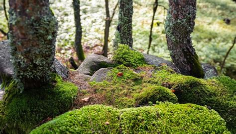 Fondo Natural De Piedras De Musgo De Bosque De Hadas Foto Premium