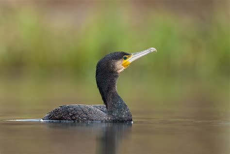 Great Cormorant | BirdForum