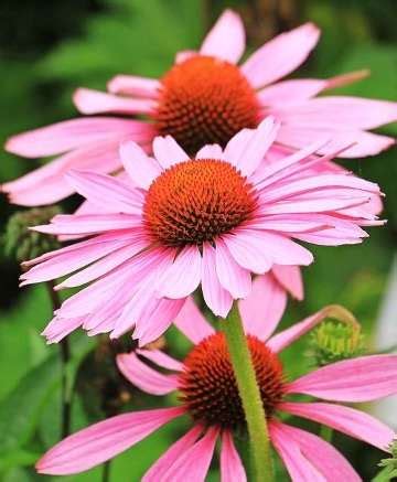 Echinacea Et Rudbeckia Plantation Et Culture Truffaut