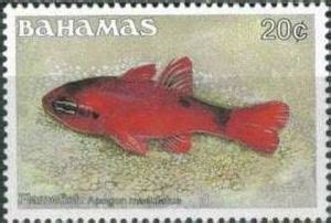 Stamp Flame Cardinalfish Apogon Maculatus Bahamas Fish