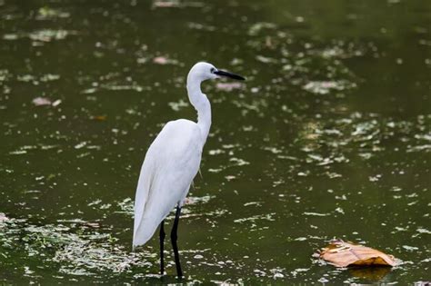 Premium Photo Bird On A Lake