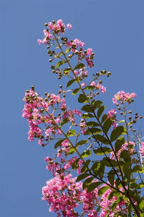 Lagerstroemia indica, pink flower, summer, flowers, plants - free image ...