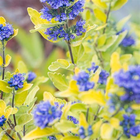 Szkółka Bylin Dobrepole Caryopteris x clandonensis Gold Crest