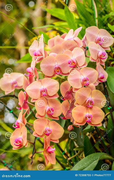 Ibridi Dell Orchidea Di Phalaenopsis Bella Orchidea Gialla Che Fiorisce