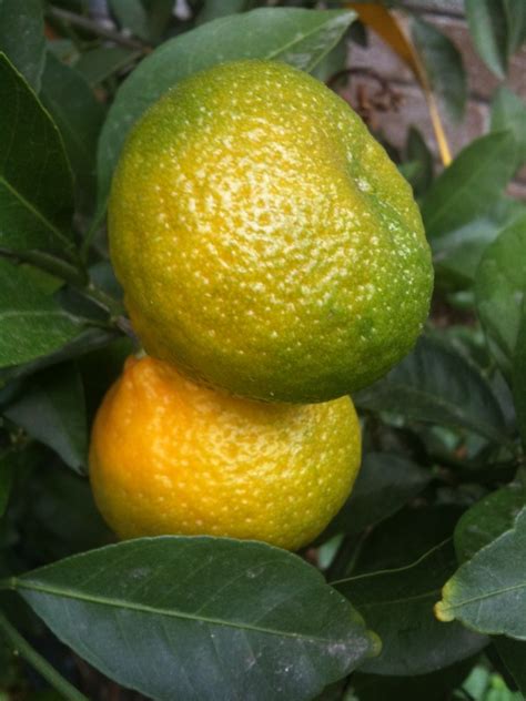 Seedless Kishu Mandarins The Bell House Growing Fruit Trees In