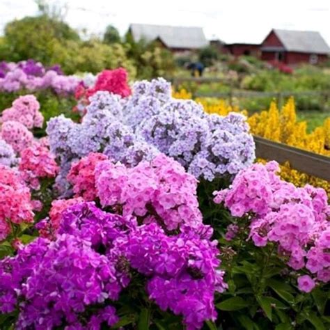 Pin by Надежда on Дача | Garden plants, Plants, Pretty flowers