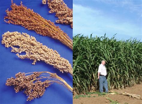 Sorghum Types And Bioenergy Applications Sorghum Grain Left Photo