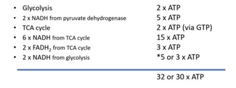 TCA Krebs Citric Acid Cycle And Oxidative Phosphorylation Flashcards