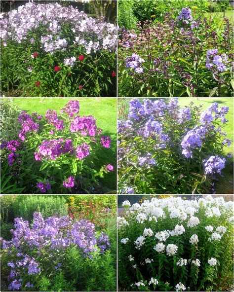 Roger Brook The No Dig Gardener How To Grow Phlox