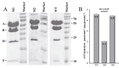 Purification And Atpase Activity Of Mma 3 B 3 Df Complexes A 17