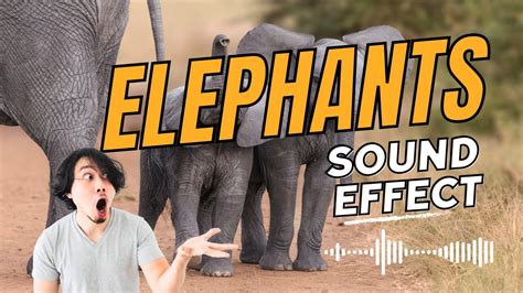 Elephants Trumpeting Sound Effect And Relaxation 2 Minutes Youtube