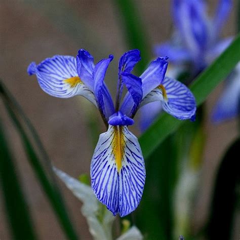 Wild Blue Iris Flower Seeds Iris Missouriensis 50seeds Etsy