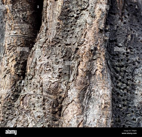 Natural Textures Tree Bark Stock Photo Alamy