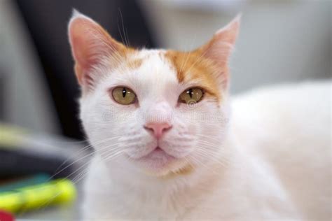 Retrato Del Gato Blanco Y Anaranjado Que Mira El Espectador Imagen De