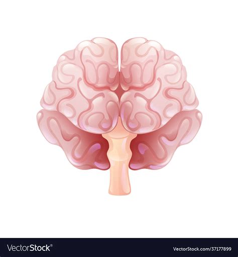 Brain Anterior View