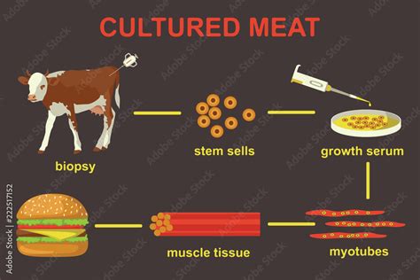 Cultured lab-grown meat infographics. Synthetic in vitro food concept ...