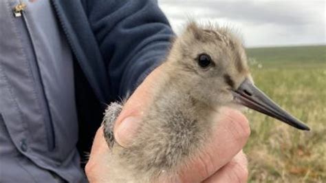 A Bird The Size Of Your Fist Flew From Alaska To Tasmania In 11 Days