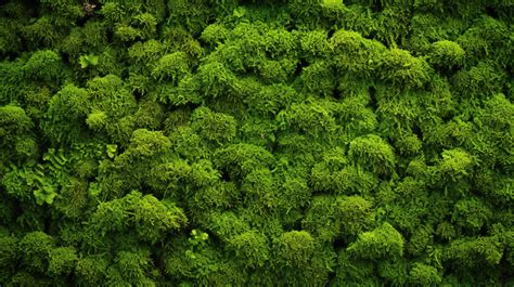 Lush Green Moss Texture As A Background Moss Grass Wall Natural