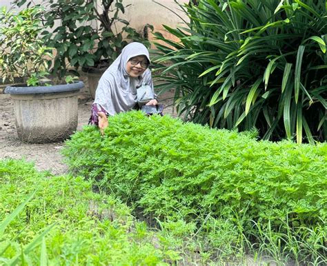 Manfaat Daun Kenikir Untuk Pria Dan Wanita Bams