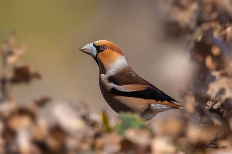 Pico gordo Coccothraustes coccothraustes Jose Luis Santamaría