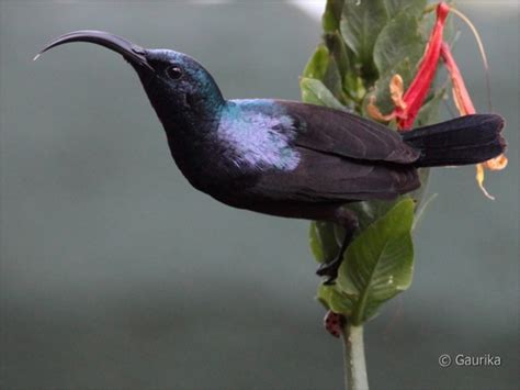 Loten S Sunbird Wildlife Of GoodEarth Malhar Bangalore