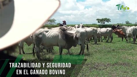 Trazabilidad Y Seguridad En El Ganado Bovino TvAgro Por Juan Gonzalo