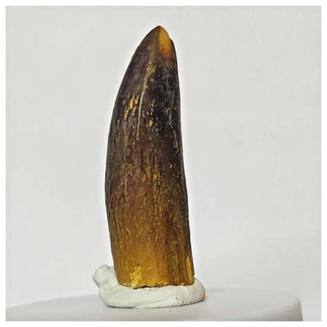 Z17 Rebbachisaurus Garasbae Diplodocoid Sauropod Dinosaur Tooth Kemk