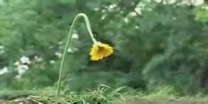 Hot Japanese Lesbians 18a Porn Videos