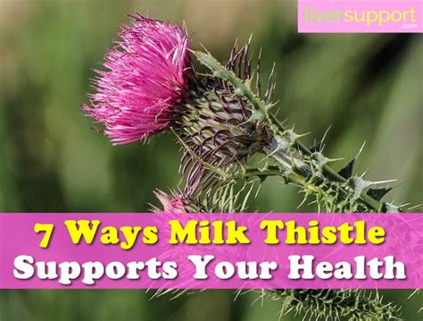 7 Ways Milk Thistle Supports Your Health