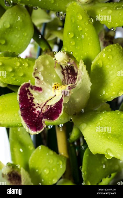 Cymbidium Or Boat Orchids Is A Genus Of 52 Evergreen Species In The