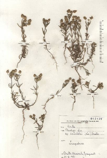 Plantago Afra L Subsp Zwierleinii Nicotra Brullo Portale Della