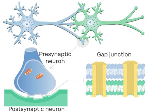 Electrical Synapse Basic Structure