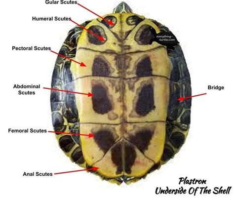 Gular Humeral Scute Pectoral Scutes Abdominal Bridge Scutes Femoral