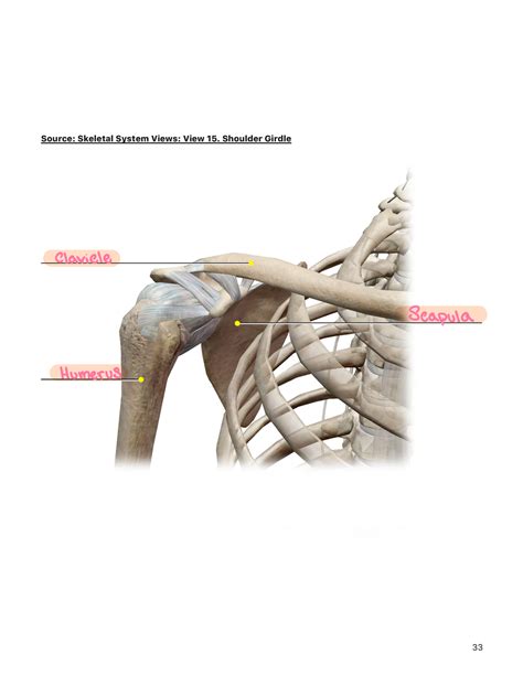 Week Lab Manual Appendicular Skeleton Atlas Bio Source