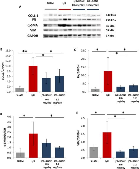 Protein Expression Of Fibrotic Markers A Collagen Fibronectin