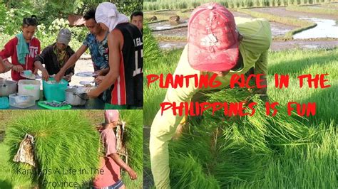 Planting Rice In The Philippines Is Fun Part 1 Youtube