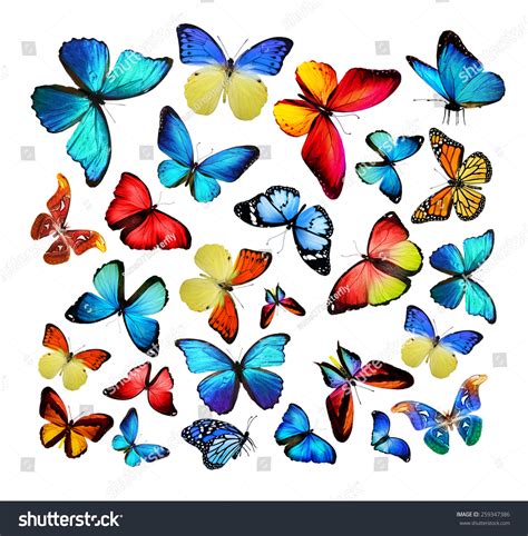 Different Color Butterflies Stock Photo 259347386 Shutterstock