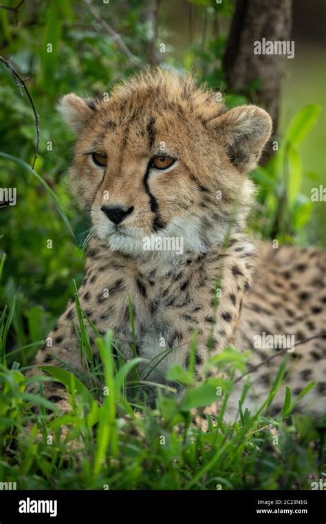 Cheetah Cub In Shade Hi Res Stock Photography And Images Alamy