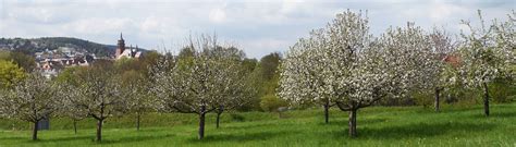 Startseite Obst Und Gartenbauverein